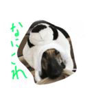 アフガンハウンドスタンプ（個別スタンプ：4）