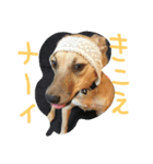 千葉犬友会（個別スタンプ：9）