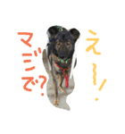 千葉犬友会（個別スタンプ：11）