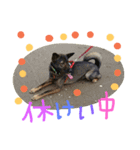 千葉犬友会（個別スタンプ：15）