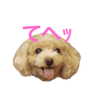 わんこな1日（個別スタンプ：7）