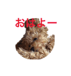 わんこな1日（個別スタンプ：10）