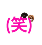 わんこな1日（個別スタンプ：13）