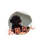 わんこな1日（個別スタンプ：14）