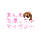 わんこな1日（個別スタンプ：23）