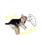 ペロっちSTAMP（個別スタンプ：2）