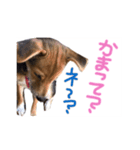 ペロっちSTAMP（個別スタンプ：3）