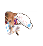 ペロっちSTAMP（個別スタンプ：4）