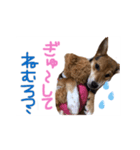 ペロっちSTAMP（個別スタンプ：5）