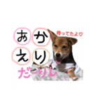 ペロっちSTAMP（個別スタンプ：6）