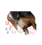 ペロっちSTAMP（個別スタンプ：8）