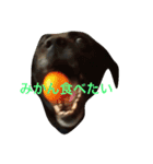 人んちのペット（個別スタンプ：1）