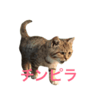 人んちのペット（個別スタンプ：7）