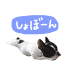 チャミフレンズ2（個別スタンプ：11）