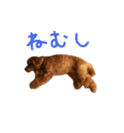 チャミフレンズ2（個別スタンプ：26）