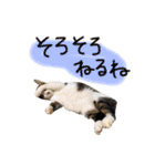 チャミフレンズ2（個別スタンプ：28）