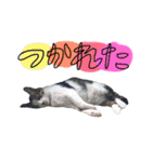 チャミフレンズ2（個別スタンプ：29）