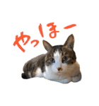 チャミフレンズ2（個別スタンプ：30）