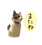 チャミフレンズ2（個別スタンプ：32）