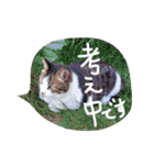 チャミフレンズ2（個別スタンプ：34）