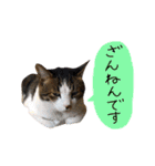 チャミフレンズ2（個別スタンプ：36）