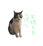 チャミフレンズ2（個別スタンプ：37）