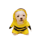My dog's  dairy（個別スタンプ：2）