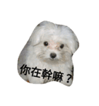 My dog's  dairy（個別スタンプ：3）