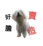My dog's  dairy（個別スタンプ：4）