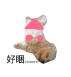 My dog's  dairy（個別スタンプ：5）