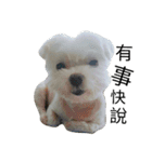 My dog's  dairy（個別スタンプ：6）