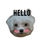 My dog's  dairy（個別スタンプ：7）