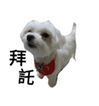 My dog's  dairy（個別スタンプ：8）