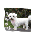 My dog's  dairy（個別スタンプ：9）