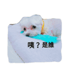 My dog's  dairy（個別スタンプ：11）