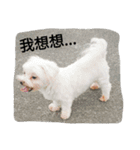 My dog's  dairy（個別スタンプ：12）