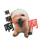My dog's  dairy（個別スタンプ：13）