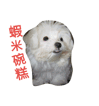 My dog's  dairy（個別スタンプ：14）