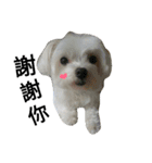 My dog's  dairy（個別スタンプ：15）