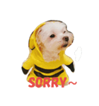 My dog's  dairy（個別スタンプ：16）