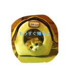 大事な家族 にゃん太君（個別スタンプ：2）