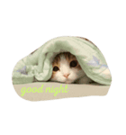 大事な家族 にゃん太君（個別スタンプ：3）