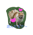 Pomeranian Syaron（個別スタンプ：2）