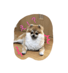 Pomeranian Syaron（個別スタンプ：4）
