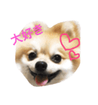 Pomeranian Syaron（個別スタンプ：5）