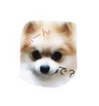 Pomeranian Syaron（個別スタンプ：6）
