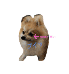 Pomeranian Syaron（個別スタンプ：7）