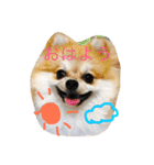 Pomeranian Syaron（個別スタンプ：8）