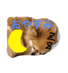 Pomeranian Syaron（個別スタンプ：9）