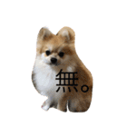 Pomeranian Syaron（個別スタンプ：10）